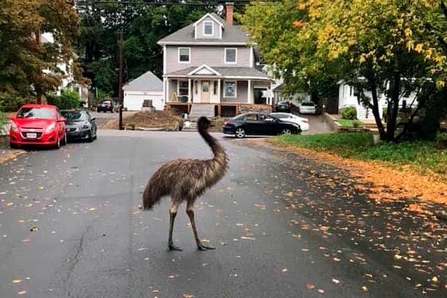 Emu Escaped