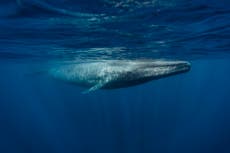 Blue whale singing patterns predict migration, study finds
