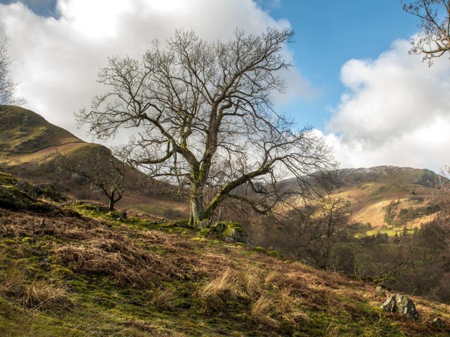 A veteran ash tree in pasture at Glenamara Park, Patterdale.  