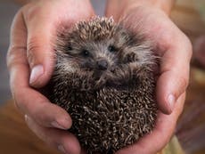 Salmonella outbreak linked to pet hedgehogs, CDC says