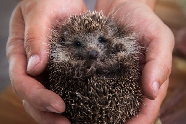 Salmonella outbreak linked to pet hedgehogs, CDC says