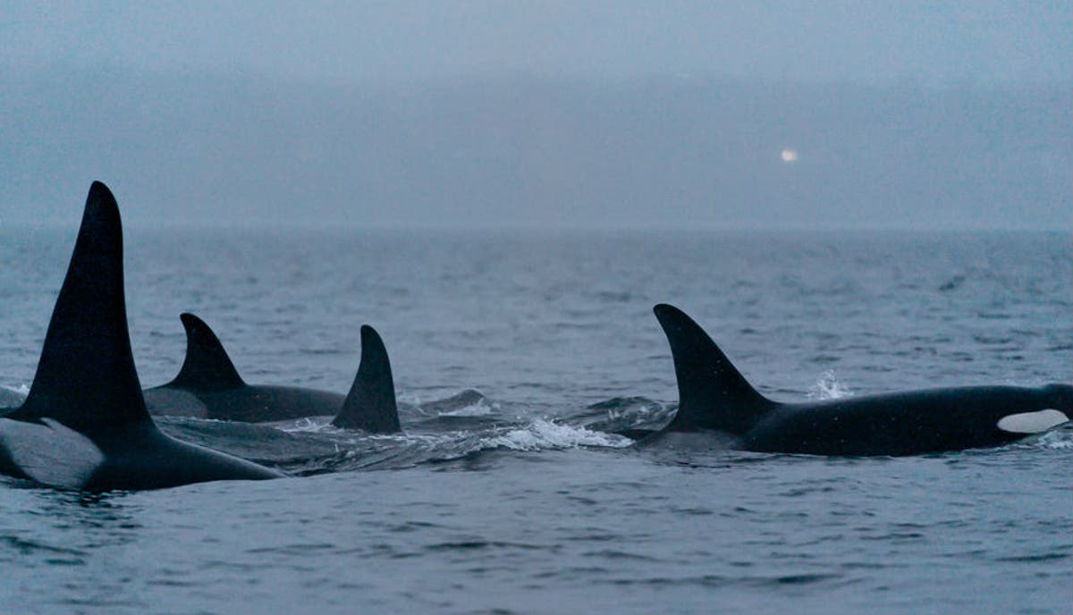 Pleas for killer whales to have more space after spate of harassments