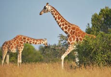 The fight to save giraffes gets political ahead of US election