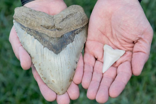 A 6-inch megalodon tooth next to a two-inch great white shark tooth