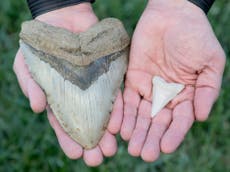 Huge size of extinct megalodon shark was ‘off the charts’, new study finds