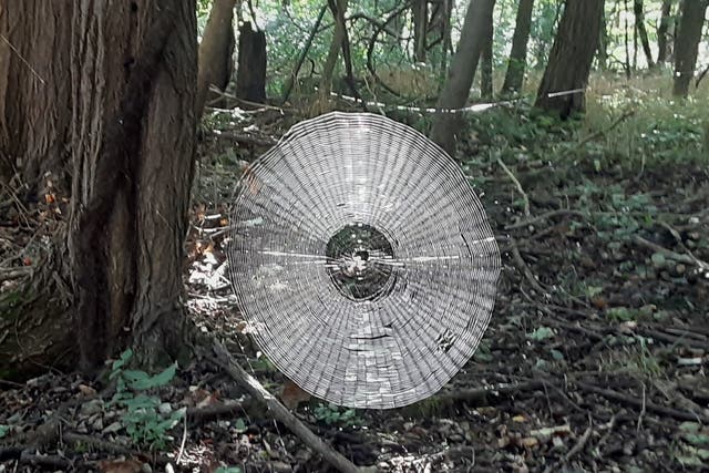 Giant spider web found in the forest of Missouri