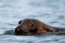 Conservation success or pests? Seals spark passionate debate