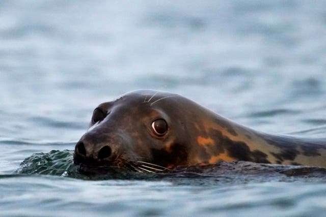 Too Many Seals?