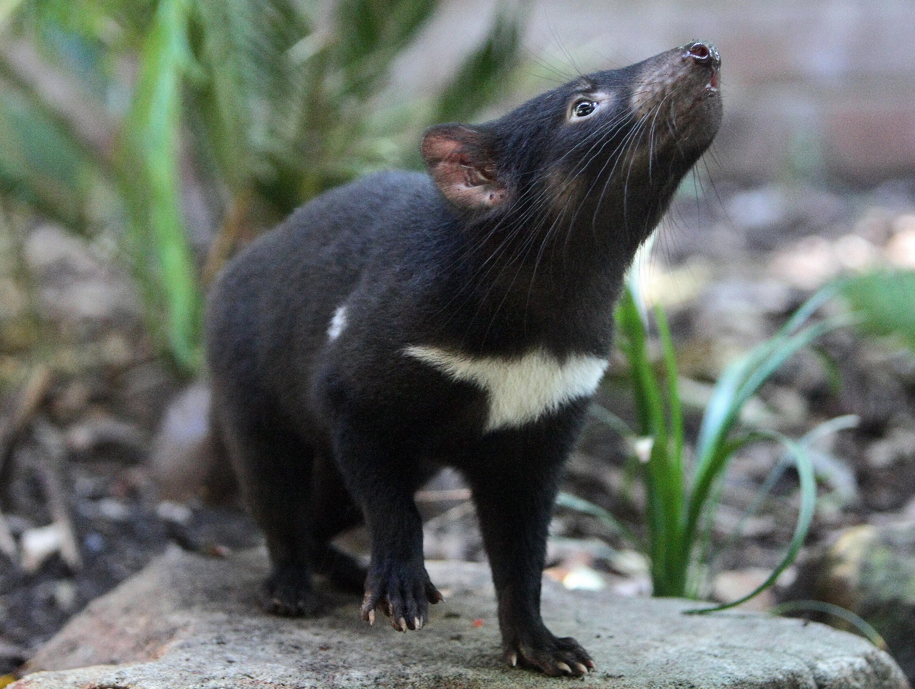 A healthy Tasmanian devil joey (Sarcophilus harrisii)