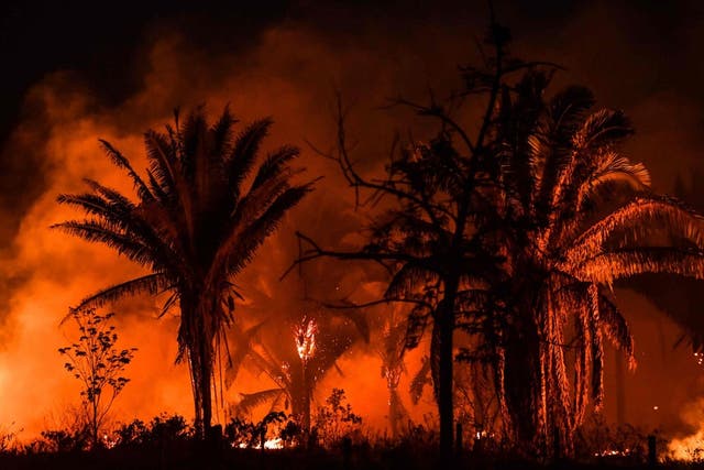<p>Huge tracts of the Amazon rainforest are being burned by loggers and farmers, exacerbating losses from climate change</p>