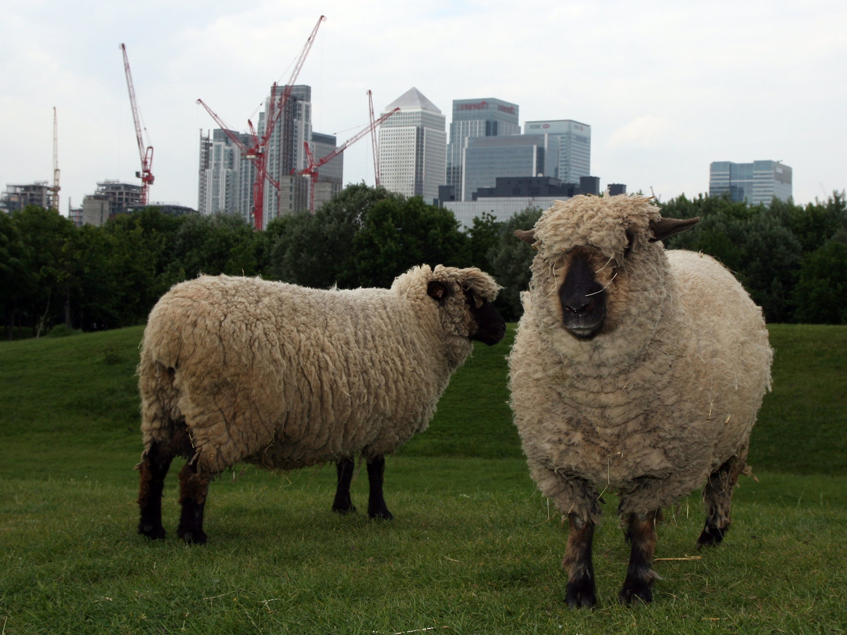 The park, which has more than 100 animals, is one of the Europe's biggest city farms