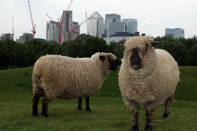 The park, which has more than 100 animals, is one of the Europe's biggest city farms