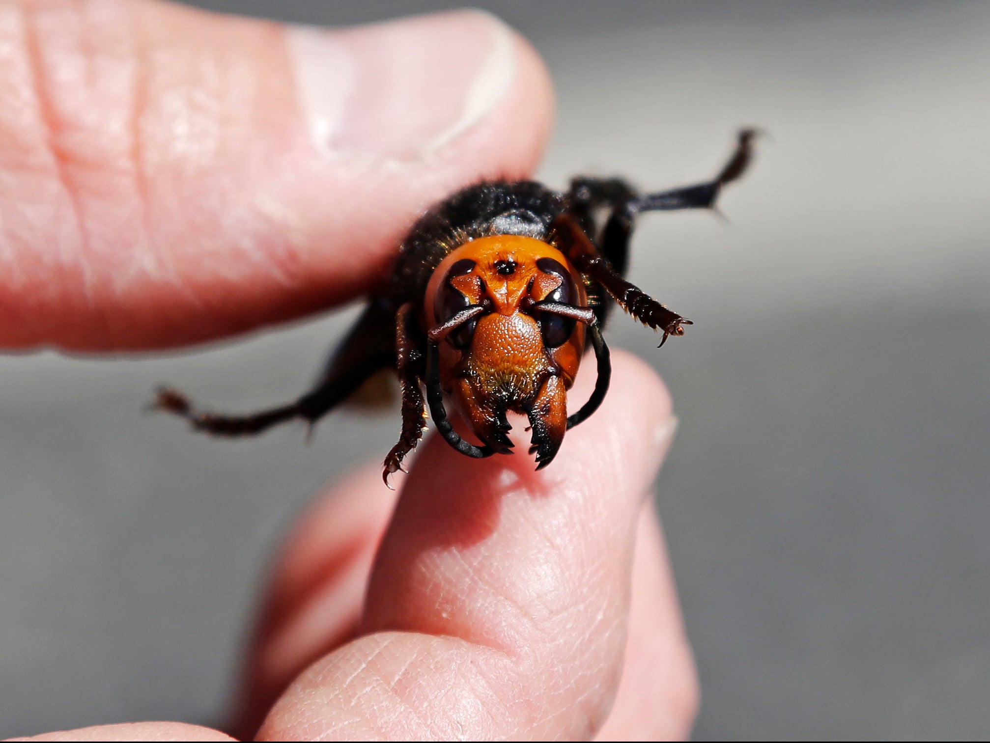 Murder Hornets Resurfacing In Washington State, Officials Warn | The ...