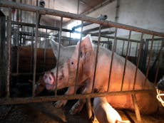 World leaders ‘must urgently end factory farming to cut pandemic risk’