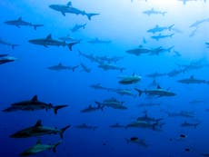 Conservationists push back on plans to use shark liver in coronavirus vaccines