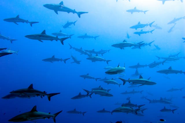 Huge schools of grey reef sharks (Carcharhinus amblyrhynchos) probably are the trademark of Fakarava Island's oceanic passes.