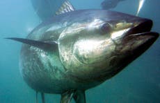 Bluefin tuna in focus as Japan seeks boost to catch limits 