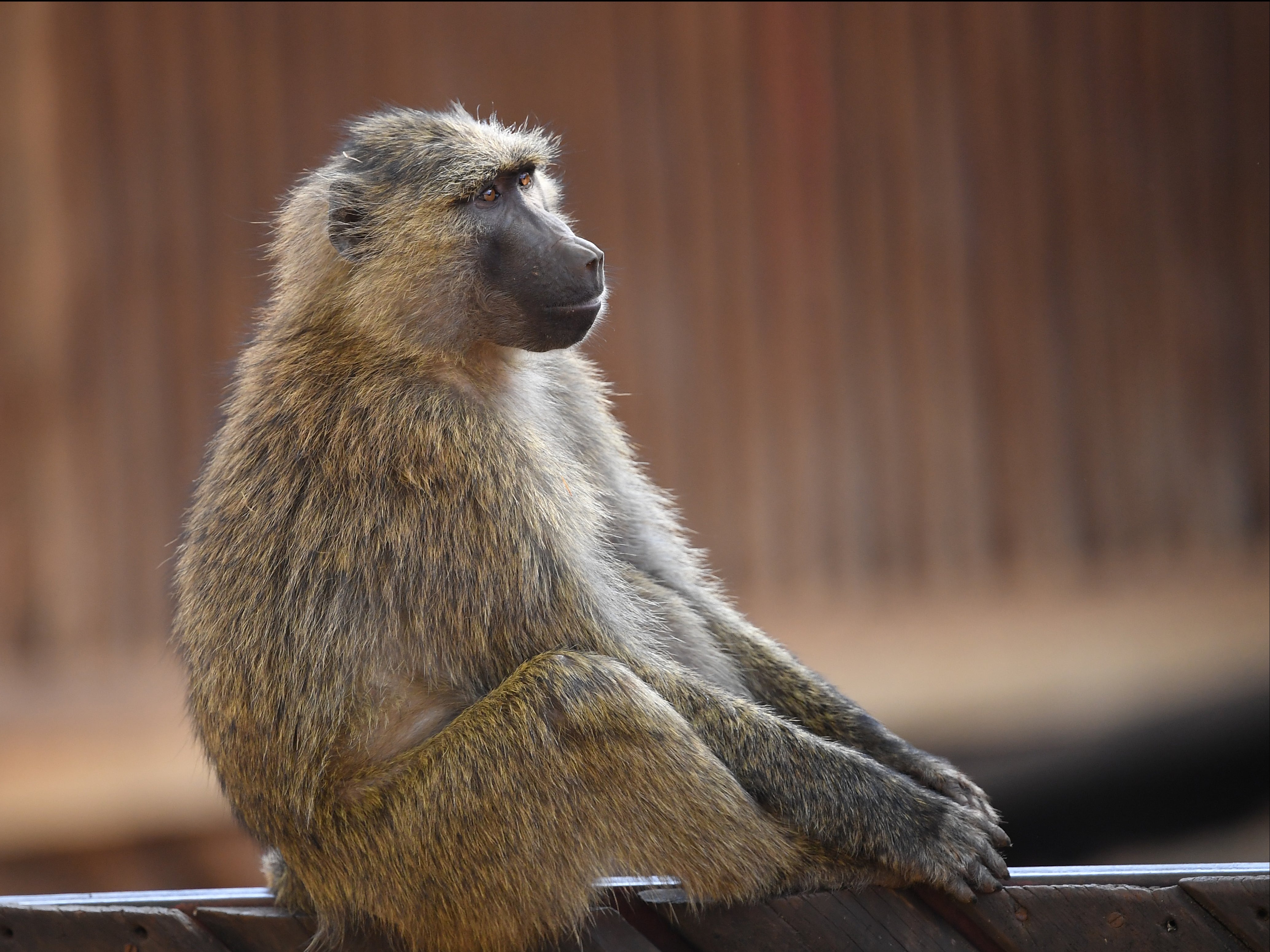 A baboon is seen in Nairobi, Kenya