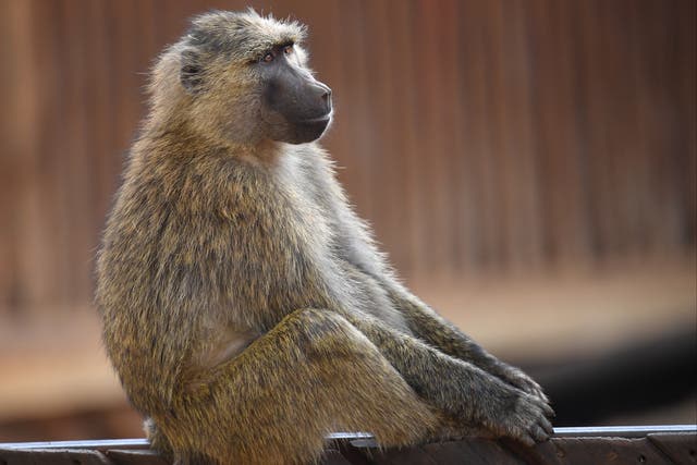 A baboon is seen in Nairobi, Kenya