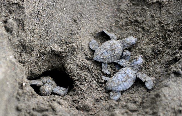 File photo shows baby sea turtles leaving their nest in Ostional National Wildlife Refuge, north of San Jose, Costa Rica