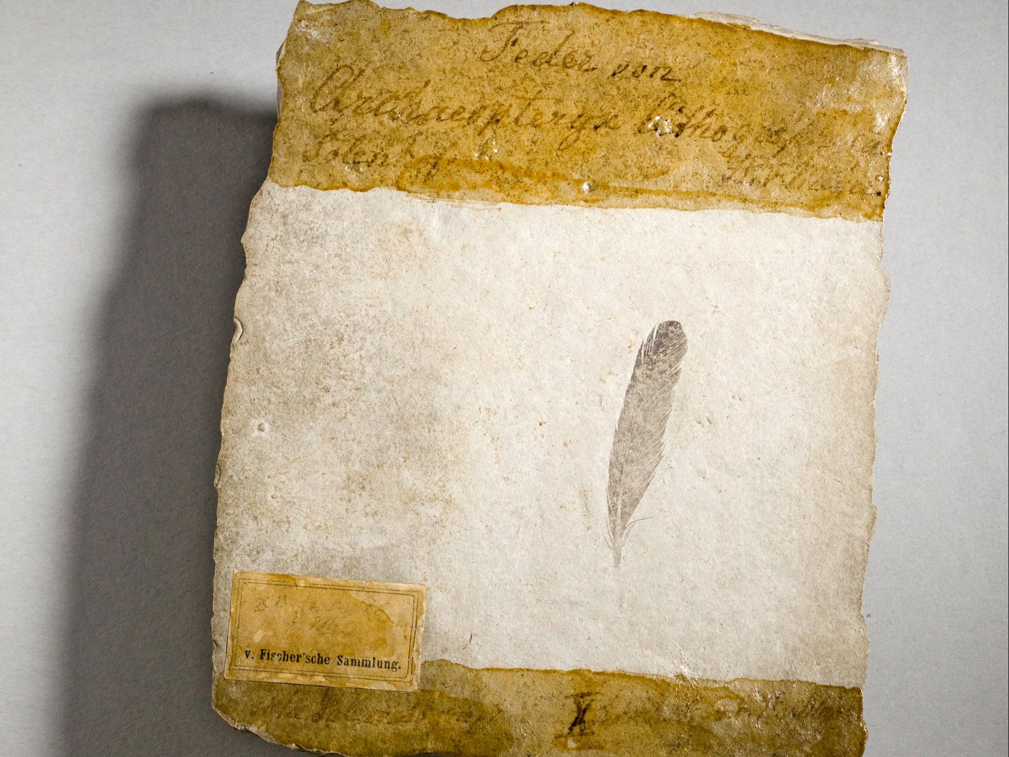 The controversial 150 million-year-old fossil feather, housed at the Museum für Naturkunde in Berlin, Germany. The name "Archaeopteryx lithographica" was coined and assigned to this fossil on 30 September 1861.