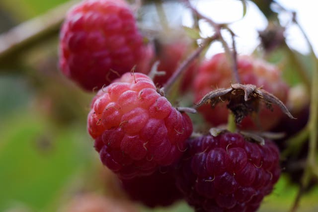 Raspberries are pictured during a harvest season at a local farm near Chillan, Chile