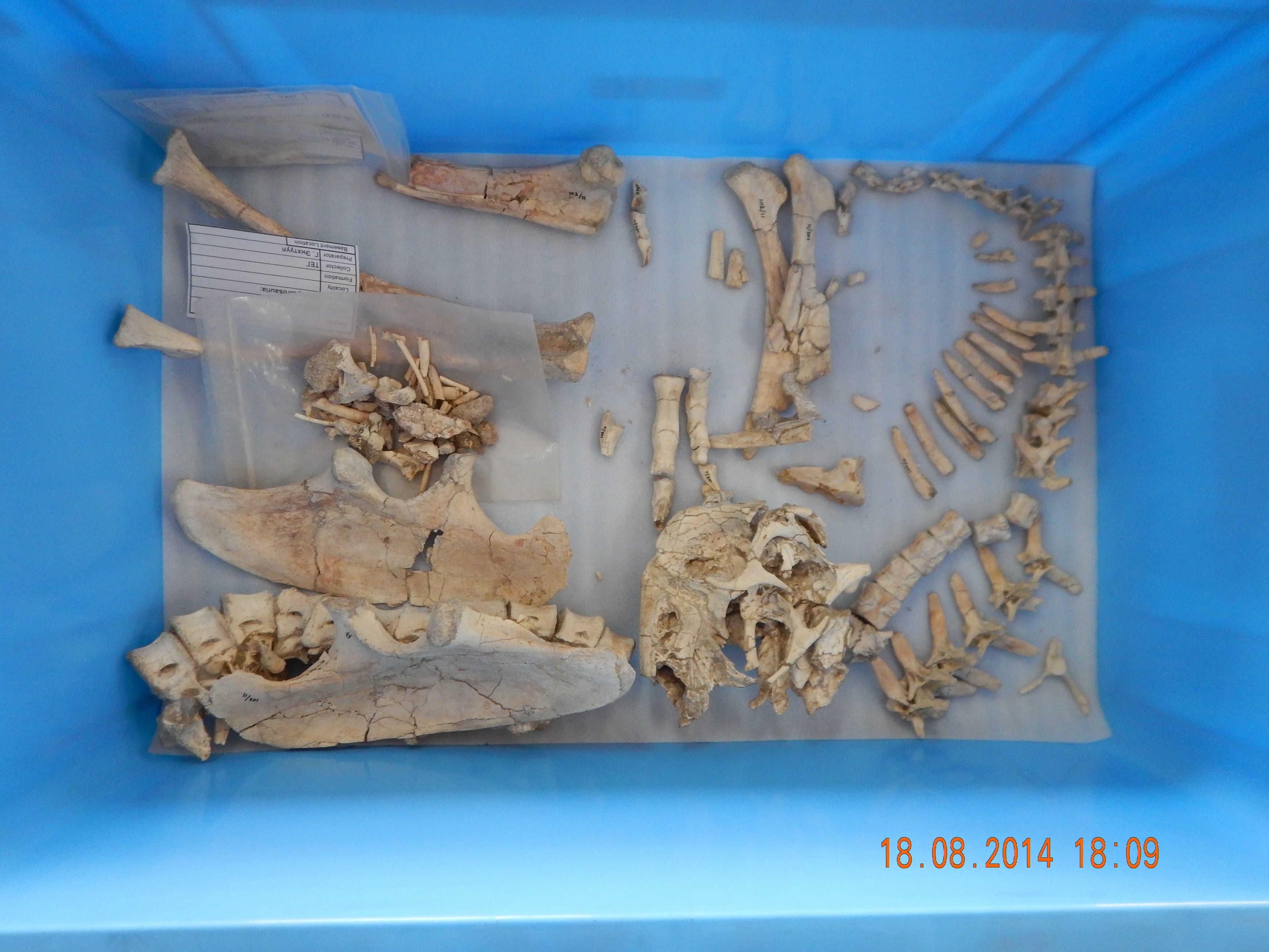 Bones from the newly discovered species Oksoko avarsan