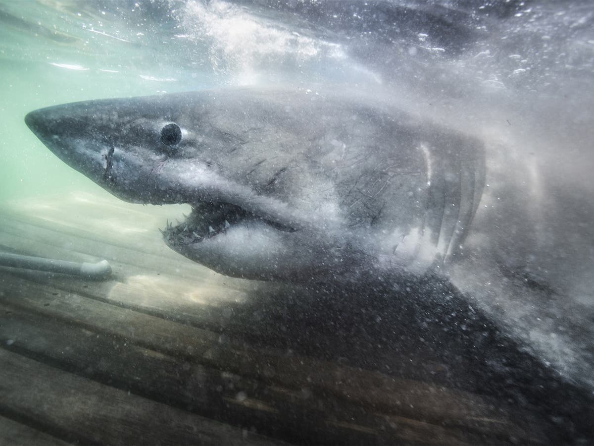 ‘Queen of the Ocean’: 50-year-old great white shark seen off Canada coast