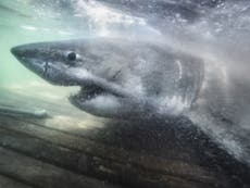‘Queen of the Ocean’: 50-year-old great white shark seen off Canada