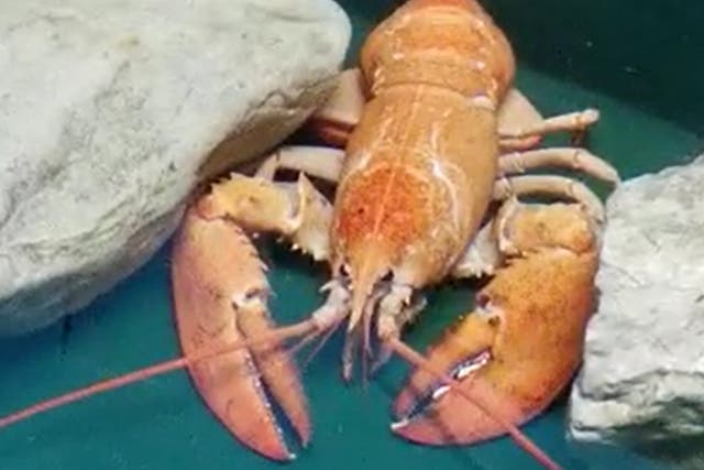 Picture issued by Sea Life Blackpool of a rare orange lobster which has been saved from the cooking pot