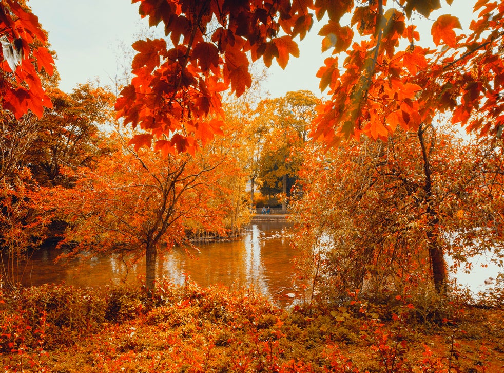 Experts predict ‘spectacular’ autumn colours in UK following sunny ...