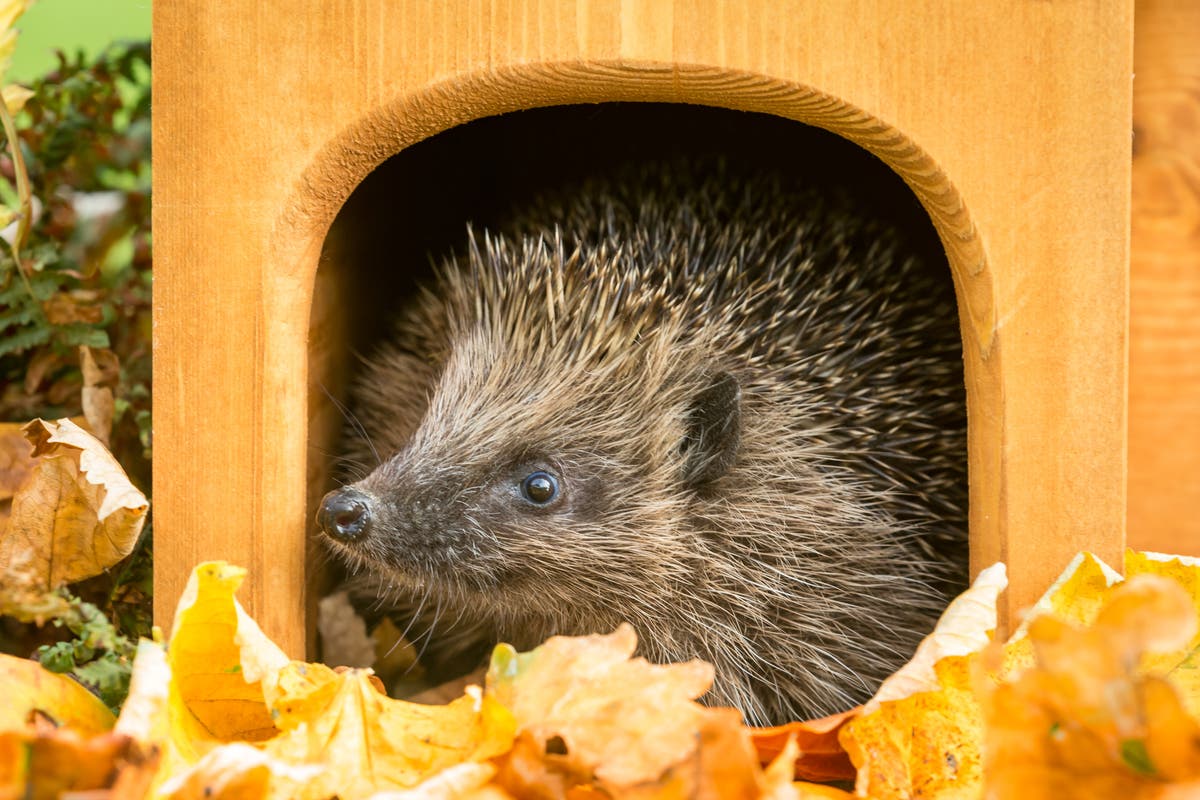 Animal rescue charity urges people not to buy Aldi hedgehog igloos after reports of injuries