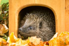 Animal rescue charity urges people not to buy hedgehog igloos