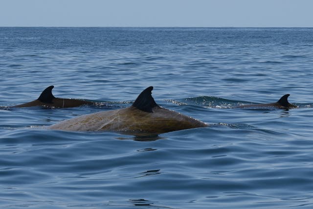 Cuvier's beaked whales