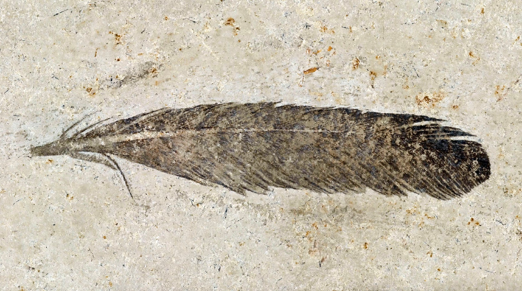 A fossil feather found in 1861 in Bavaria, and originally identified as coming from an archaeopteryx. To settle a lengthy debate, a team of paleontologists says the specimen unearthed in the 19th century was shed by an archaeopteryx.