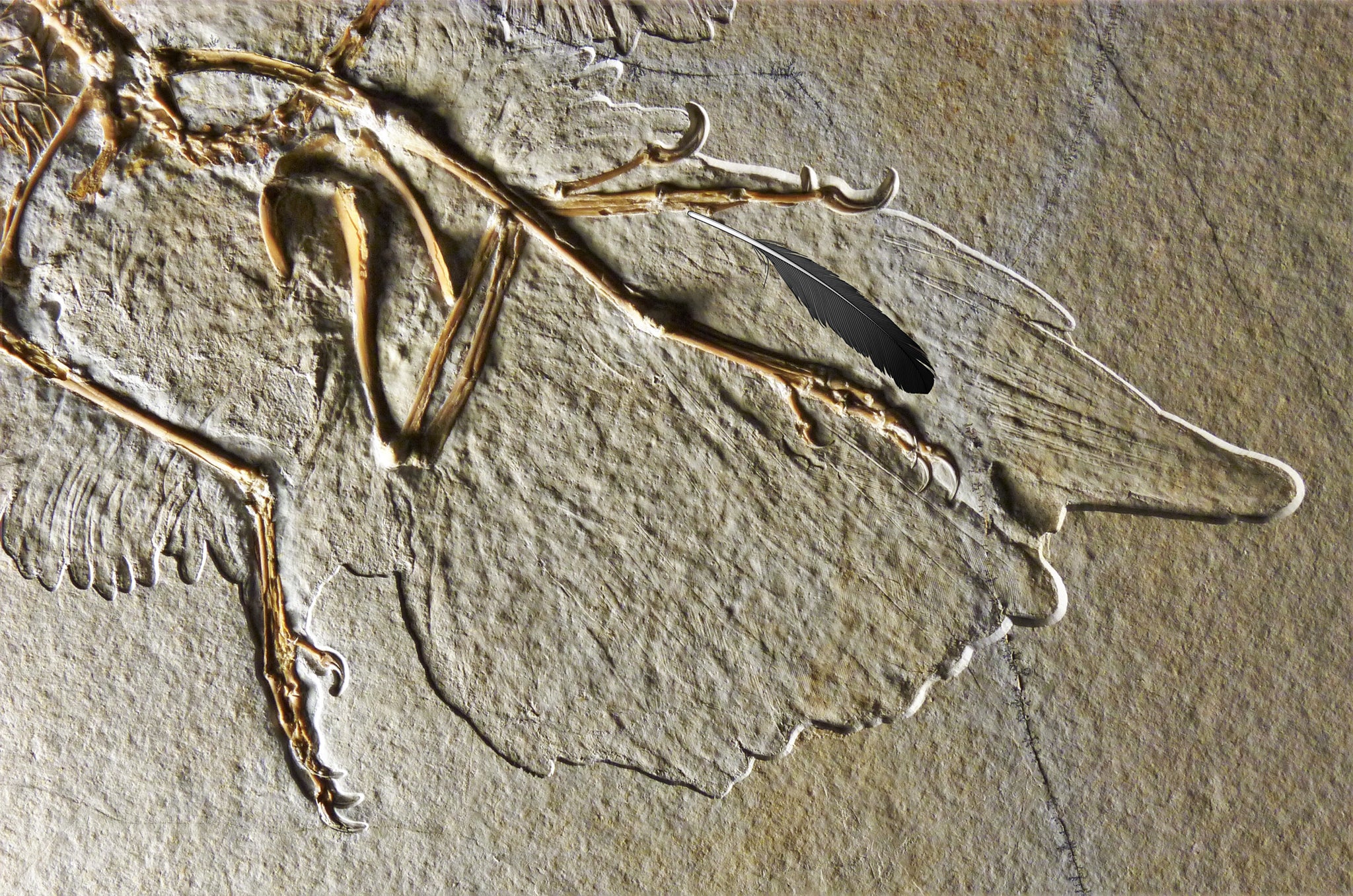The right wing of the Altmuhl archaeopteryx fossil. The top surface of the wing has feathers that are identical in shape and size to a specimen found in 1861, researchers say