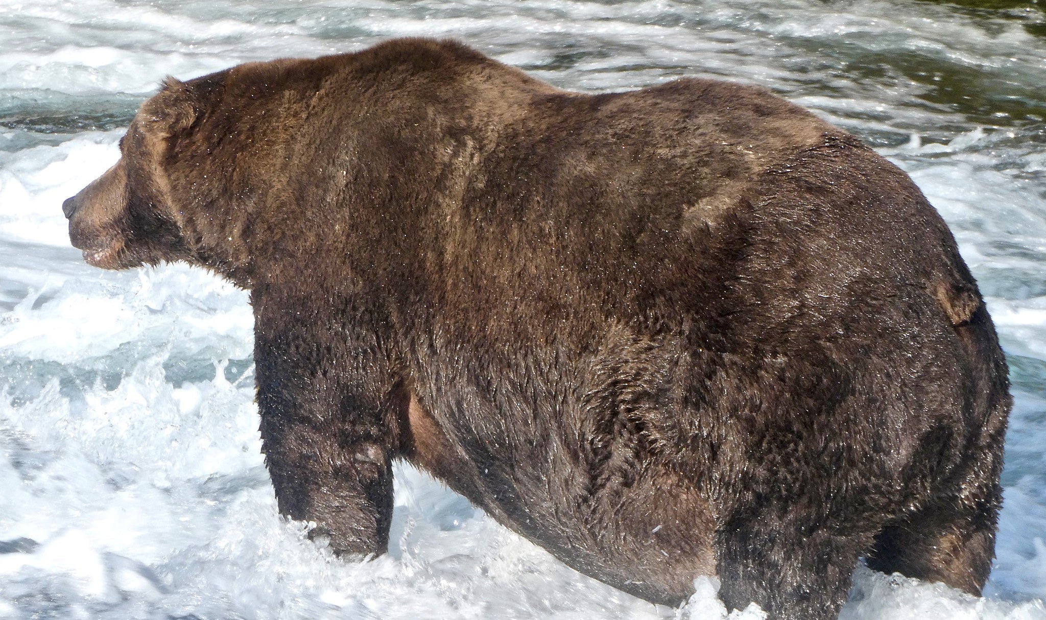 The bear, named after an airliner, won the popular vote