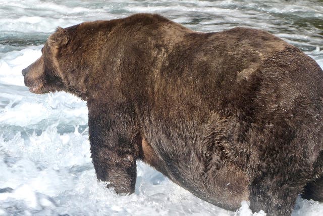 The bear, named after an airliner, won the popular vote