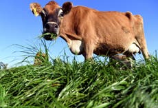 Gene-editing cows could cut greenhouse gas emissions from their farts