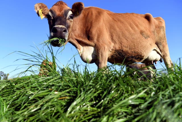 Gene-editing could help reduce methane emissions from cattle 