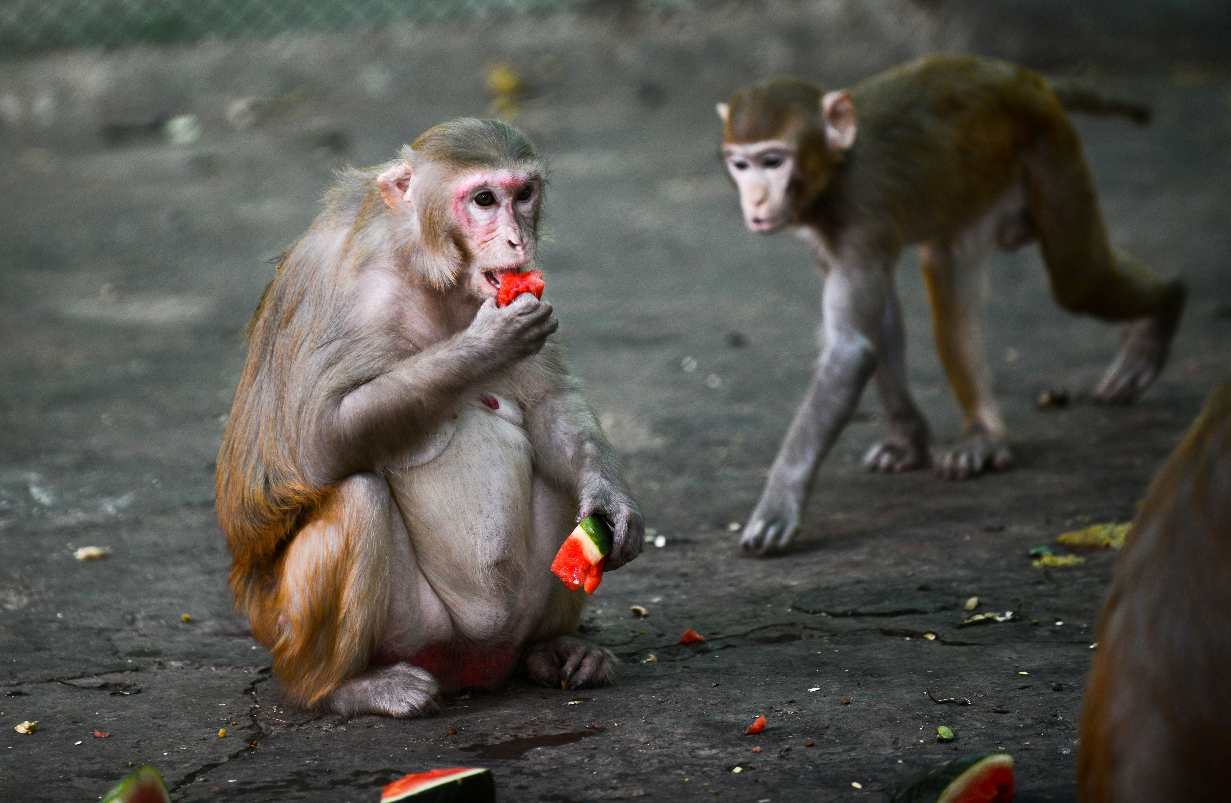 The rhesus macaque has been shown to be suscepitble to coronavirus