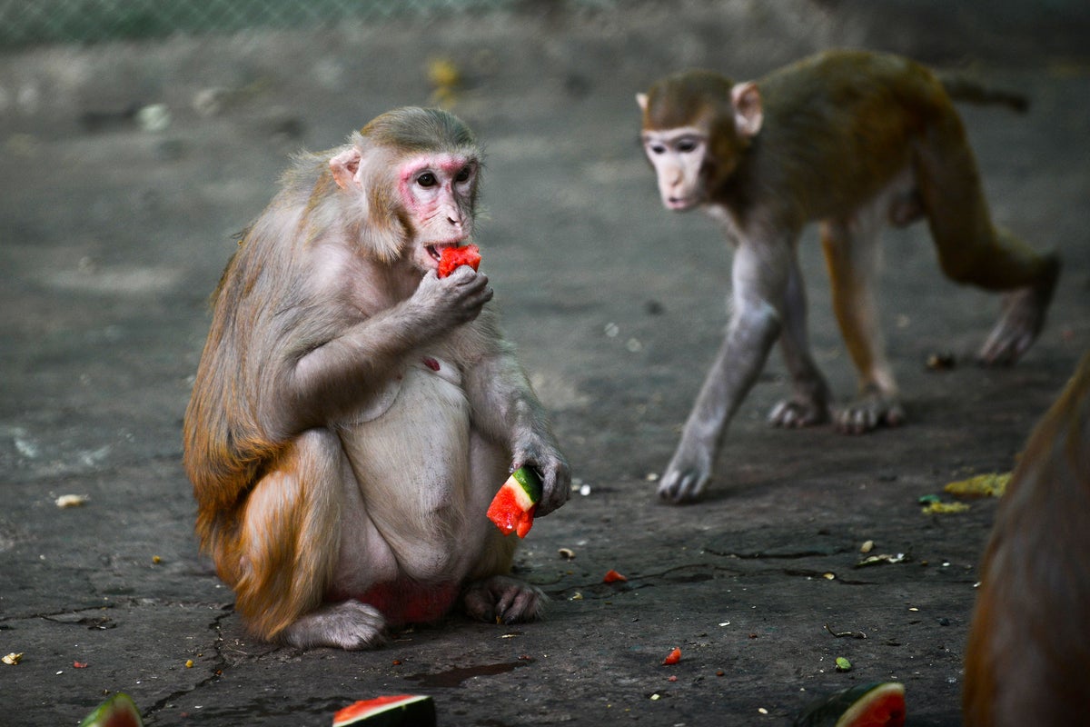 Humans told to maintain social distancing around wild animals to avoid transmitting coronavirus