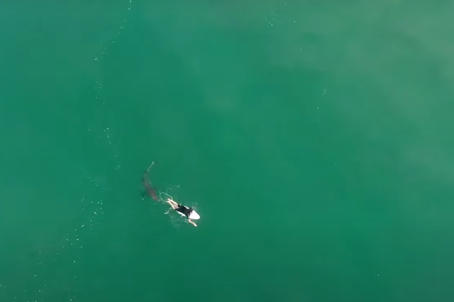 Professional surfer Matt Wilkinson had a lucky escape with a great white shark