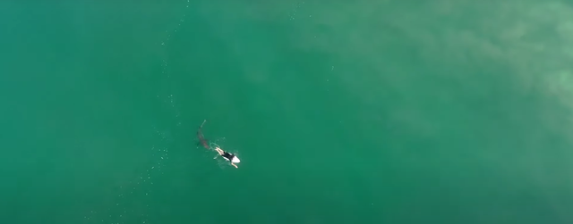 Un dron advirtió al surfista de la presencia de un tiburón en el área. 