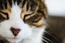 How to get your cat to like you, according to science