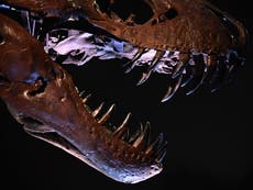 T rex skeleton becomes most expensive dinosaur remains ever sold