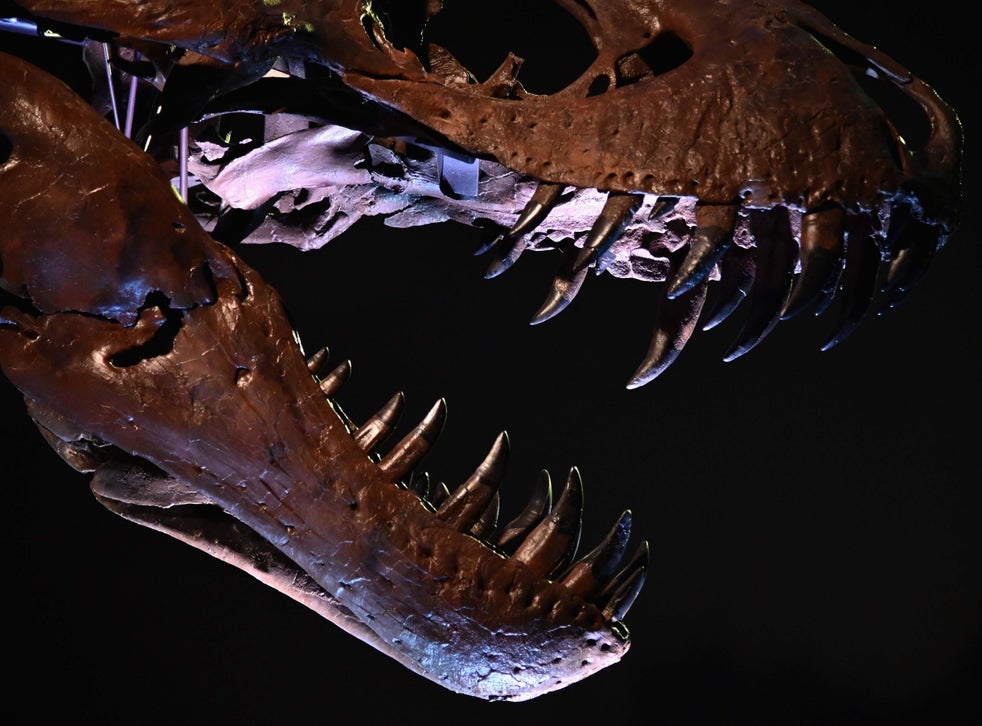 T rex skeleton most expensive dinosaur remains ever sold The