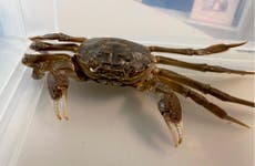 Large Chinese mitten crab crawls into German woman's home