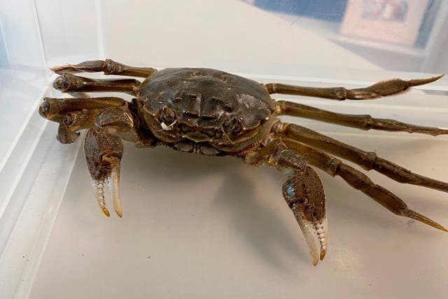 Germany Crab Invader