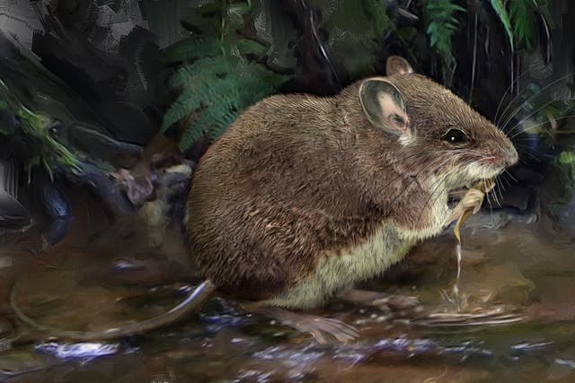 An illustration of one of the newly-described species of stilt mouse, Colomys lumumbai, wading in a stream to hunt